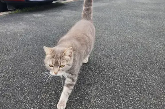 Animaux trouvés Chalonnes-sur-Loire, photo: Chat trouvé près de la gare à Chalonnes