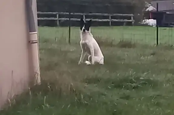 Chien blanc/noir errant à Gentioux-Pigerolles - photo