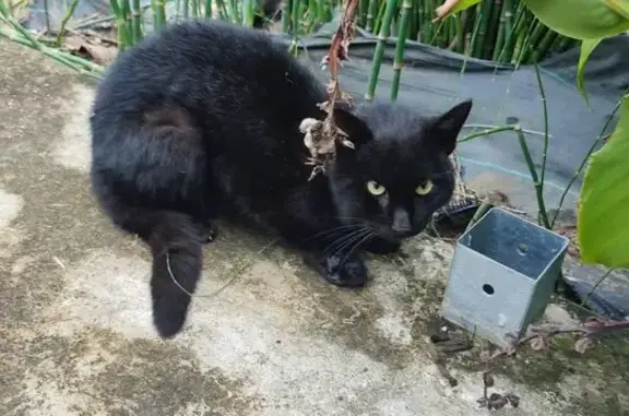 Chat européen blessé trouvé à Gries - photo