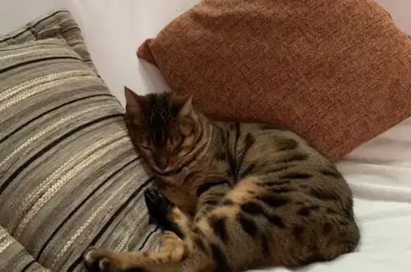 Animaux perdus Étiolles, photo: Chatte Bengal perdue : Nana sans collier