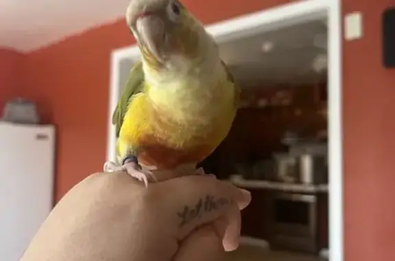 Lost Green Cheek Conure in Las Vegas