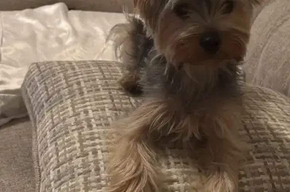 Lost Yorkie Alert: L Street, Elmont