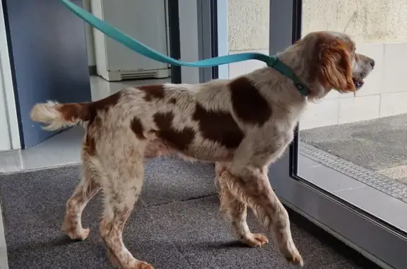 Épagneul Breton mâle trouvé à Pluneret - photo
