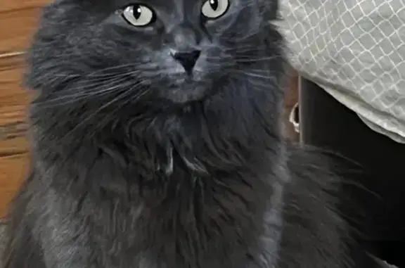 Lost Gray Cat: Fluffy Tail, Pu...