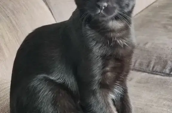 Chat perdu, L'Isle-sur-la-Sorgue, photo: Chatte noire 15 mois disparue à L'Isle-sur-la-Sorgue