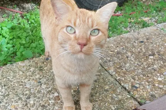 Chat mâle roux trouvé à Hyères - photo
