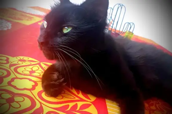 Chatte noire perdue à Savignac - photo