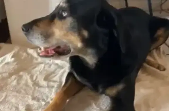 Chien trouvé près du Colisée, Estagel - photo