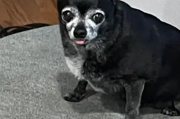 Missing: Elderly Black Chihuahua, Fairview