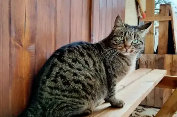 Chat perdu, , photo: Chatte tigrée européenne disparue