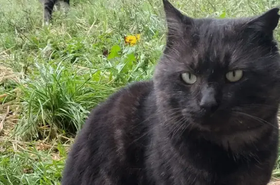 Chat trouvé à Saint-Armel, D36, 14/10 - photo