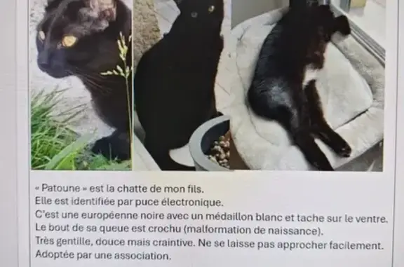 Animaux perdus Tremblay-en-France, photo: Chatte noire 5 ans perdue à Tremblay