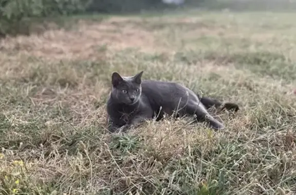 Chat gris sociable perdu à Livron-sur-Drôme - photo