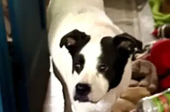 Sweet Found Dog: White & Black, Memphis