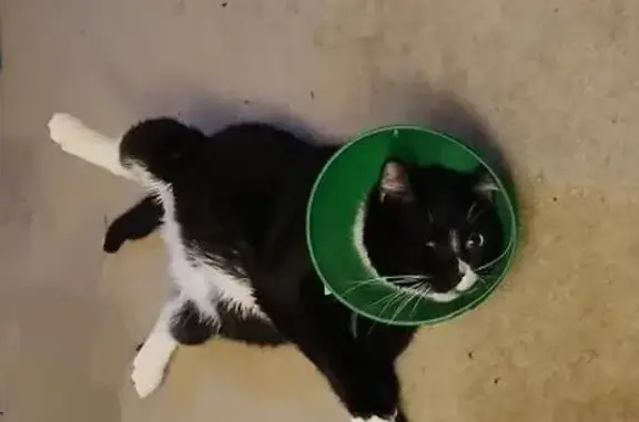 Lost: One-Eyed Black & White Cat w/Cone