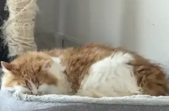Animaux perdus La Séguinière, photo: Chat roux et blanc perdu à La Séguinière