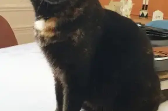 Animaux perdus Mondeville, photo: Chatte noire disparue à Mondeville