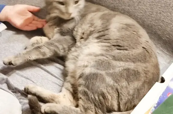 Chat perdu, Le Châtelet-en-Brie, photo: Chatte grise disparue à Le Châtelet-en-Brie