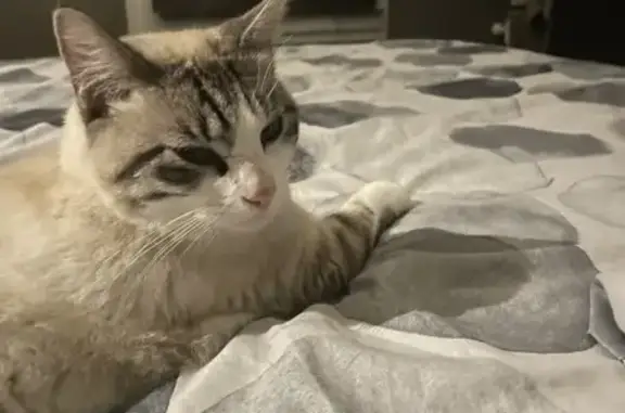 Chat perdu, Le Breuil, photo: Chat perdu, Rue Saint-Etienne, Le Breuil
