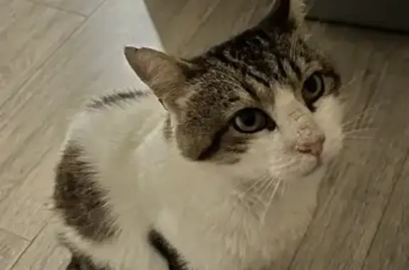 Animaux perdus Toulouse, photo: Chat perdu près de l'Observatoire