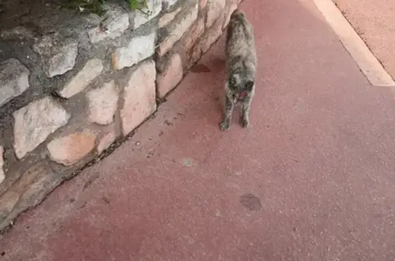Chat gris blessé trouvé à Cannes - photo