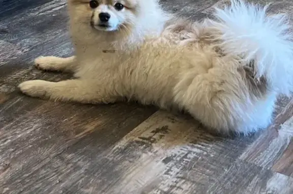 Lost White Pomeranian on Rabbit Farm Rd