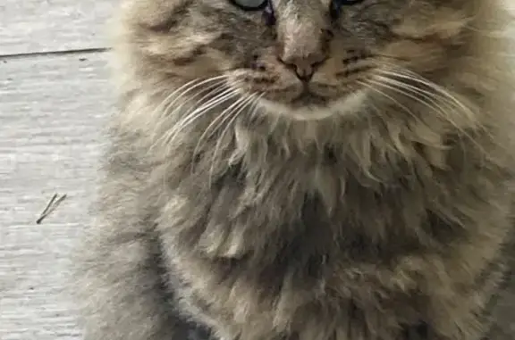 Chat trouvé, type Maine Coon, Le Bec-Hellouin - photo
