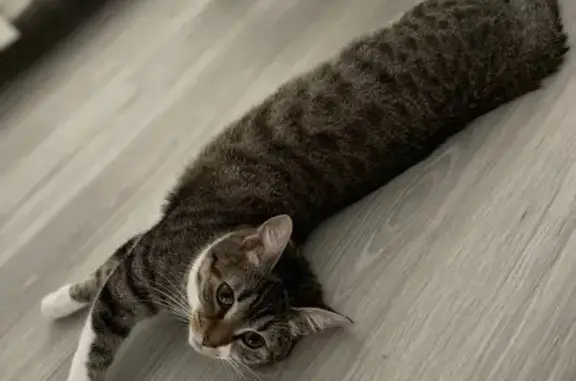 Animaux perdus , photo: Chatte stérilisée perdue, collier rose