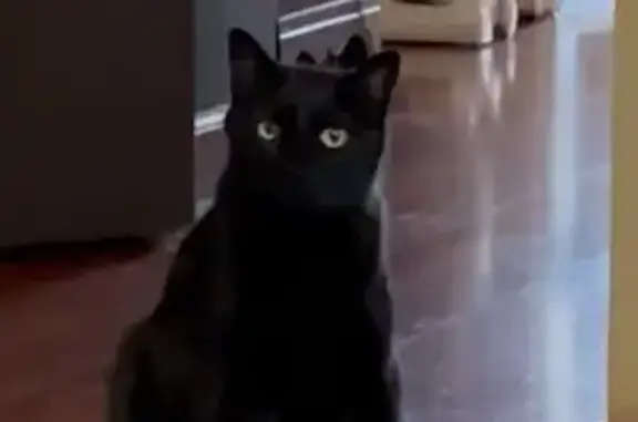 Lost Cat Alert: Friendly Blackie Missing