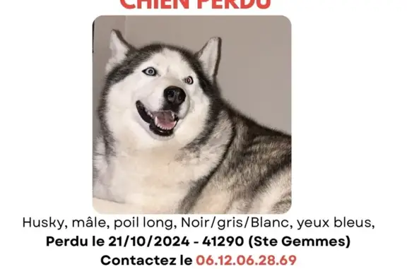 Chien perdu , photo : Husky mâle perdu à Oucques, yeux bleus