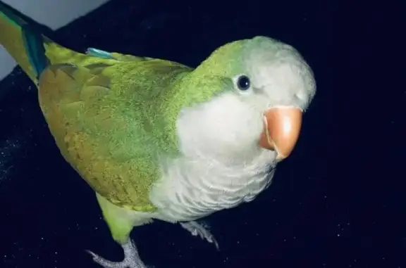 Lost Quaker Parrot: Tame & Tal...