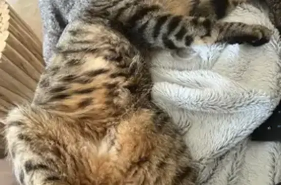 Animaux perdus , photo: Chatte tigrée perdue à Saulon-la-Chapelle