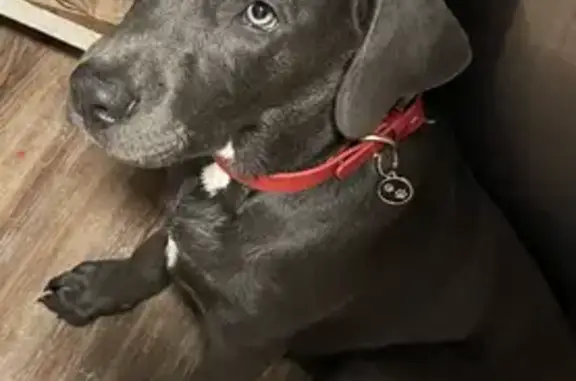 Lost Puppy: Black Lab Mix on Dream Catcher