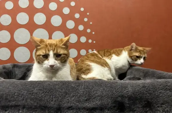 Chat perdu, Foulayronnes, photo: Chat blanc et roux disparu, barbichette rousse