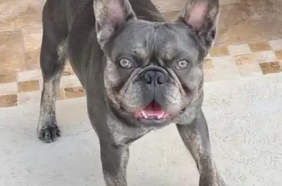 Missing Blue Brindle French Bulldog