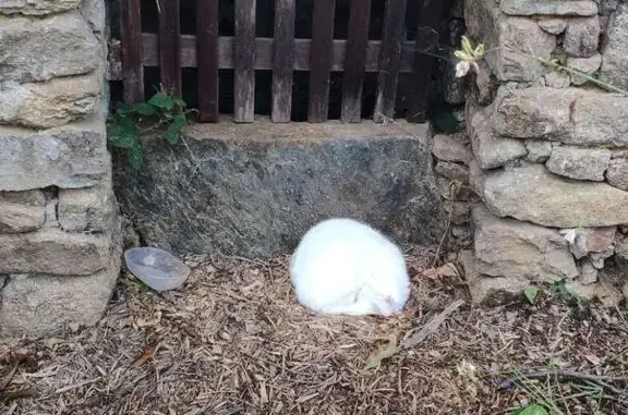 Chat trouvé Ambazac, photo: Chat blanc sourd et aveugle trouvé Ambazac