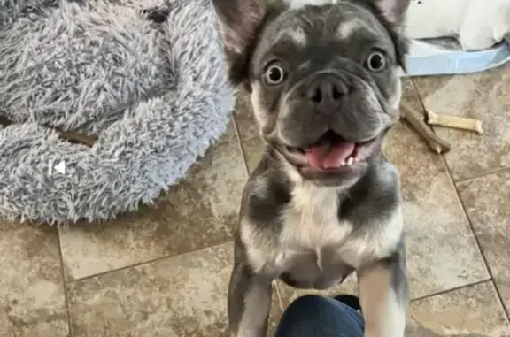 Lost Blue Brindle French Bulldog - Help!