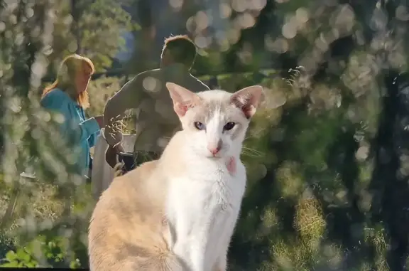Animaux perdus Moulins, photo: Chatte orientale perdue à Moulins