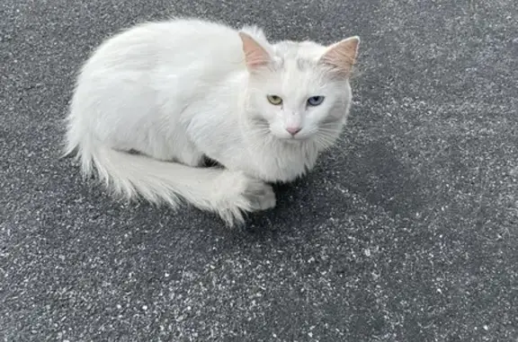 Lost: Mama Cat - Fluffy, Odd-Eyed Beauty