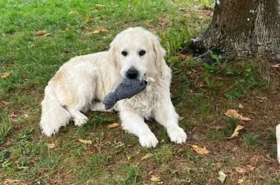 Chien perdu Cabriès, photo : Chien perdu : Golden retriever à Cabriès
