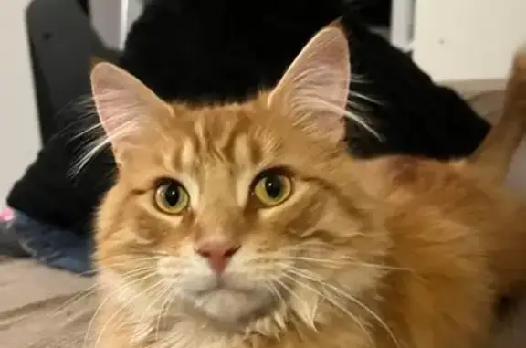 Lost Orange Fluffy Cat in Kitchener!