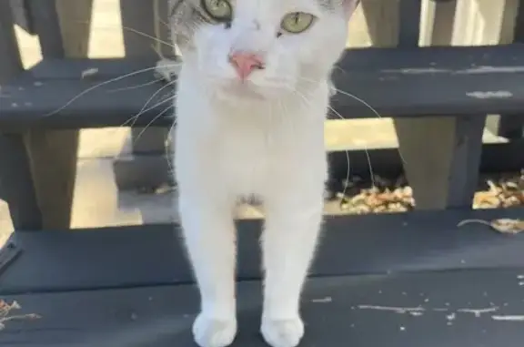 Friendly Cat with Brindle Eye Patch Found