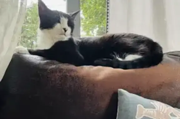 Missing Tuxedo Cat in Danvers - Help!