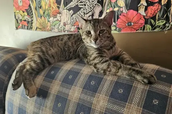 Missing 8-Month-Old Tabby Kitten in Hernando