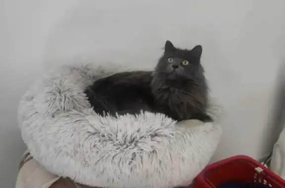 Chat perdu, Argentré-du-Plessis, photo: Chatte grise perdue à Argentré-du-Plessis