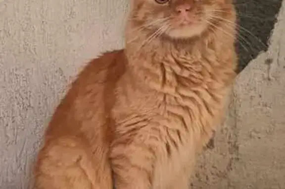 Chat roux 1 an perdu à la mairie de Chas - photo