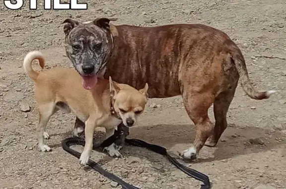 Missing Dogs: Staffy & Chihuahua, Rockhampton