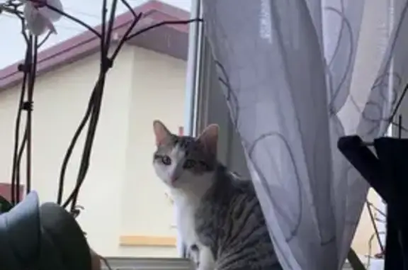 Chat perdu : Tango, mâle blanc et gris - photo
