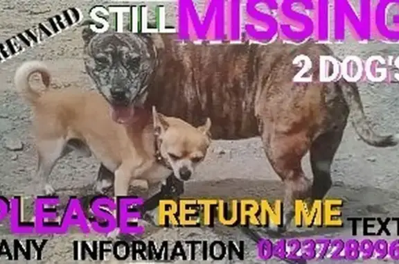 Lost Dogs: Brindle Staffy & Br...