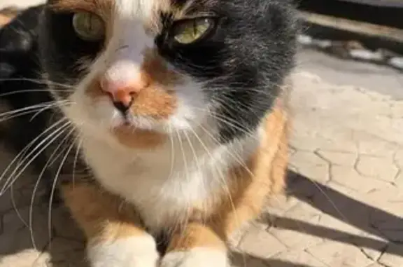 Animaux perdus , photo: Chat perdu à Centron : Minette égarée